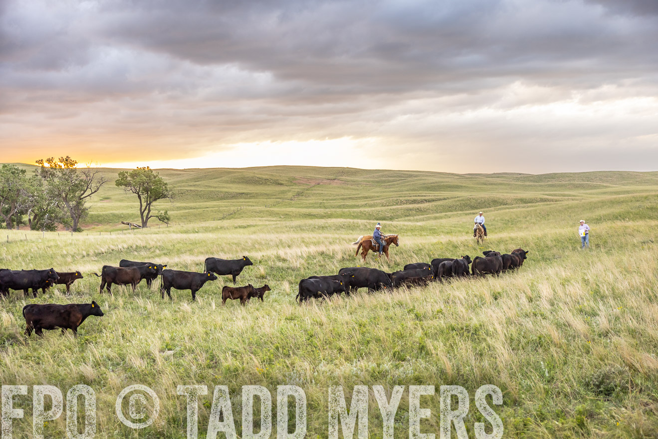 TMyers_PP_FinneyRanch_Nebraska_June2024-518362