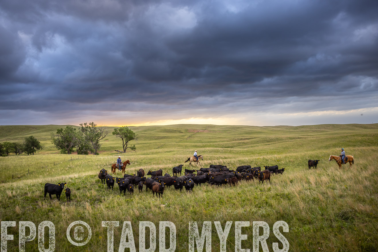 TMyers_PP_FinneyRanch_Nebraska_June2024-518635