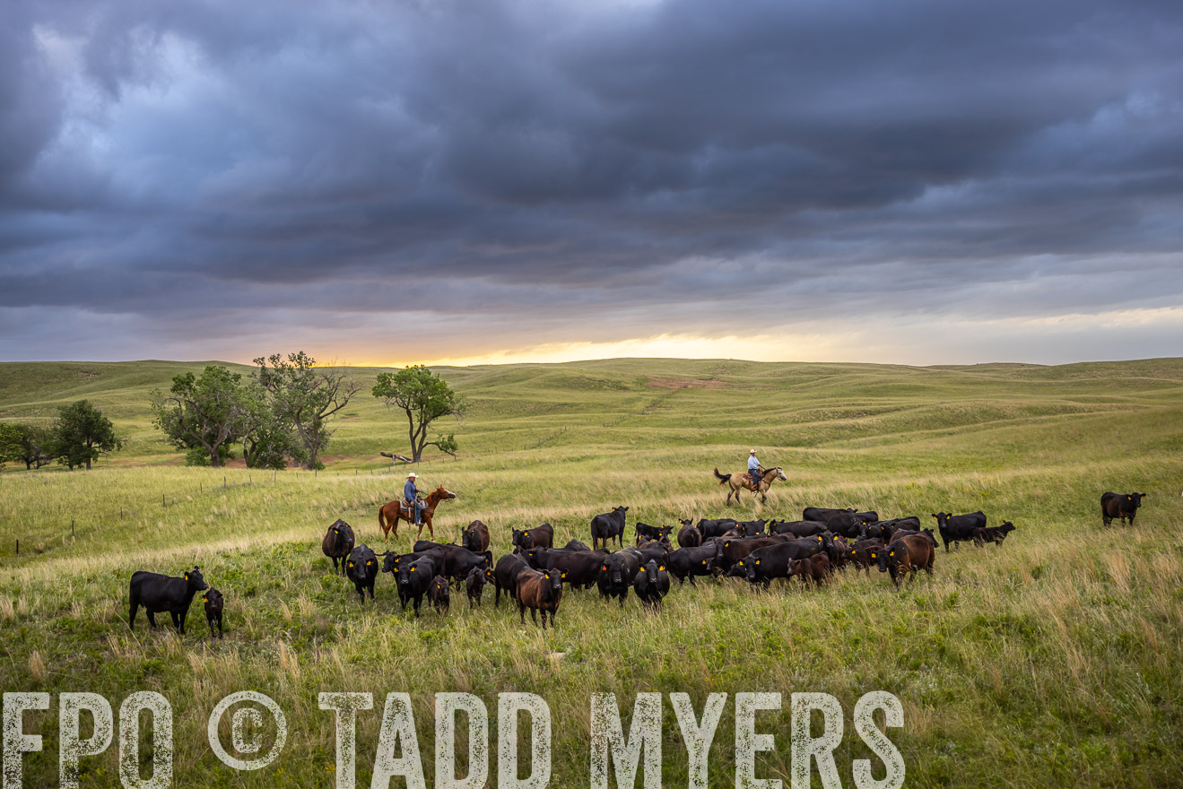 TMyers_PP_FinneyRanch_Nebraska_June2024-518645