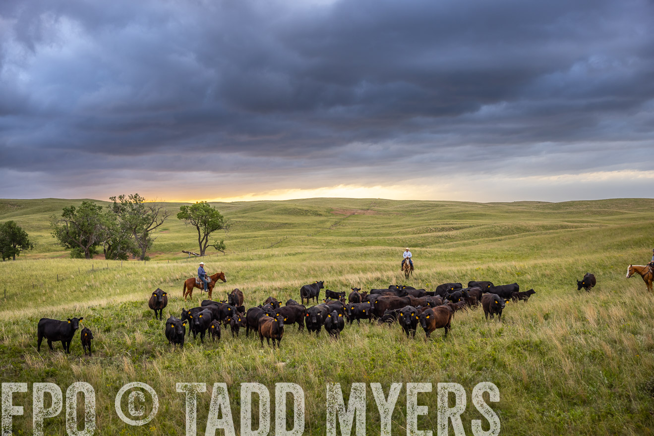 TMyers_PP_FinneyRanch_Nebraska_June2024-518662