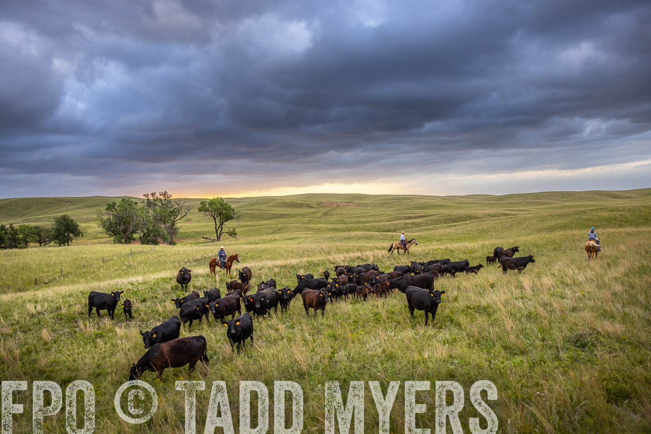 TMyers_PP_FinneyRanch_Nebraska_June2024-518699