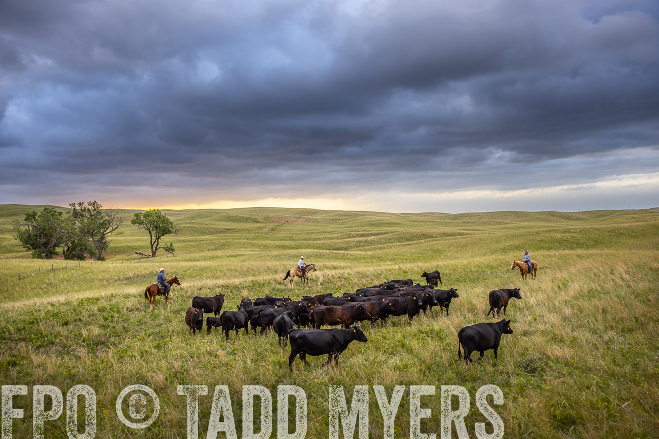 TMyers_PP_FinneyRanch_Nebraska_June2024-518725
