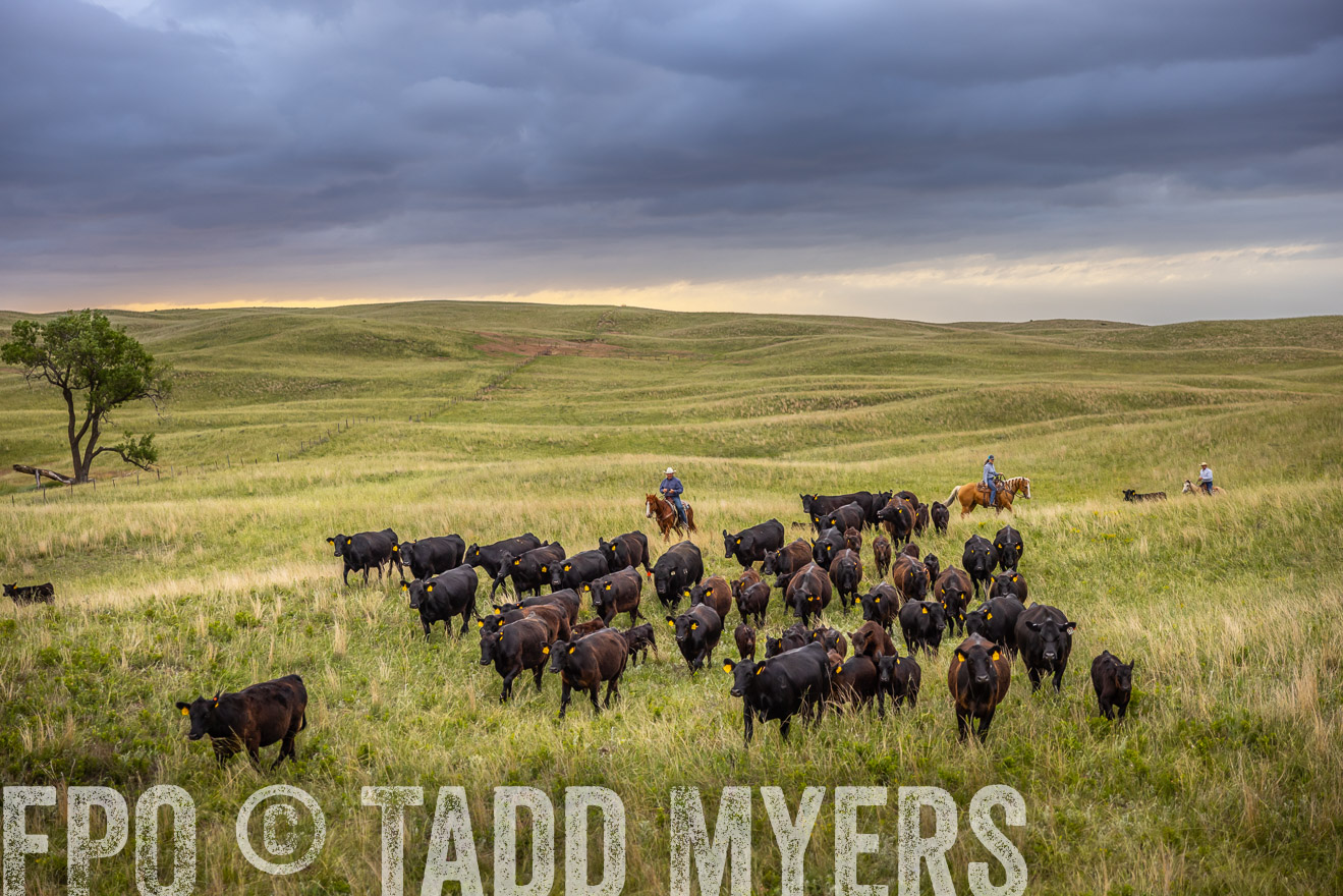 TMyers_PP_FinneyRanch_Nebraska_June2024-518829
