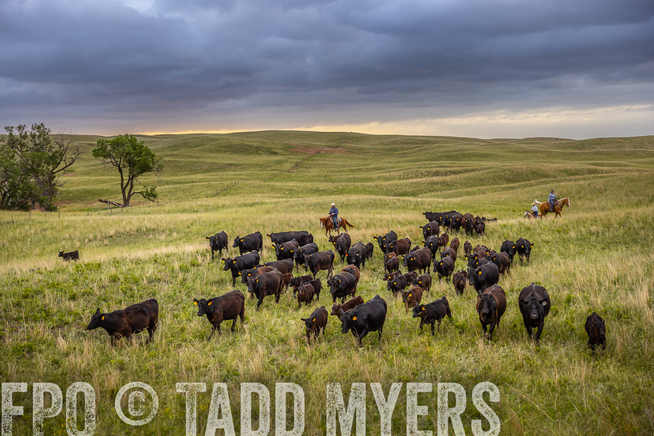 TMyers_PP_FinneyRanch_Nebraska_June2024-518844