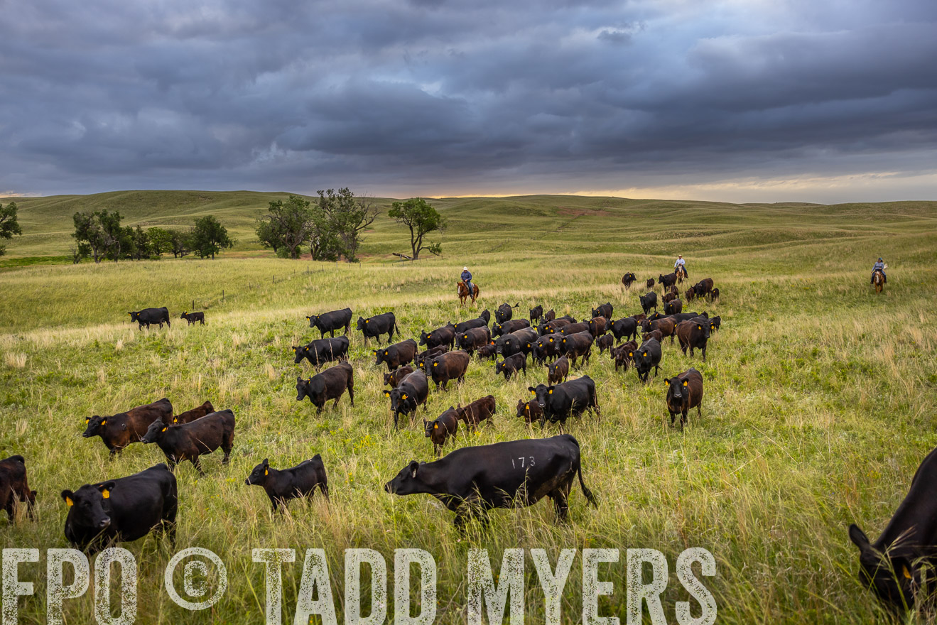 TMyers_PP_FinneyRanch_Nebraska_June2024-518891