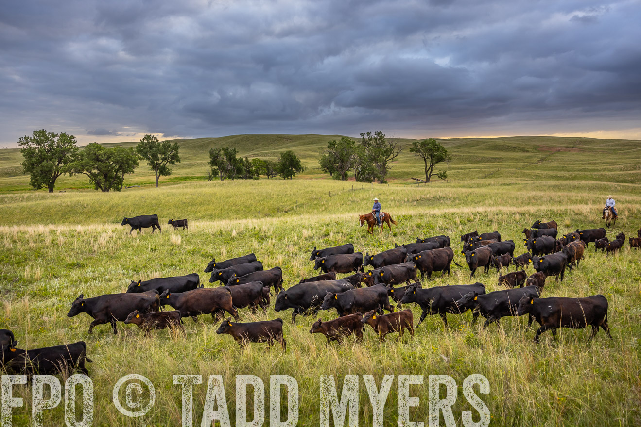 TMyers_PP_FinneyRanch_Nebraska_June2024-518925