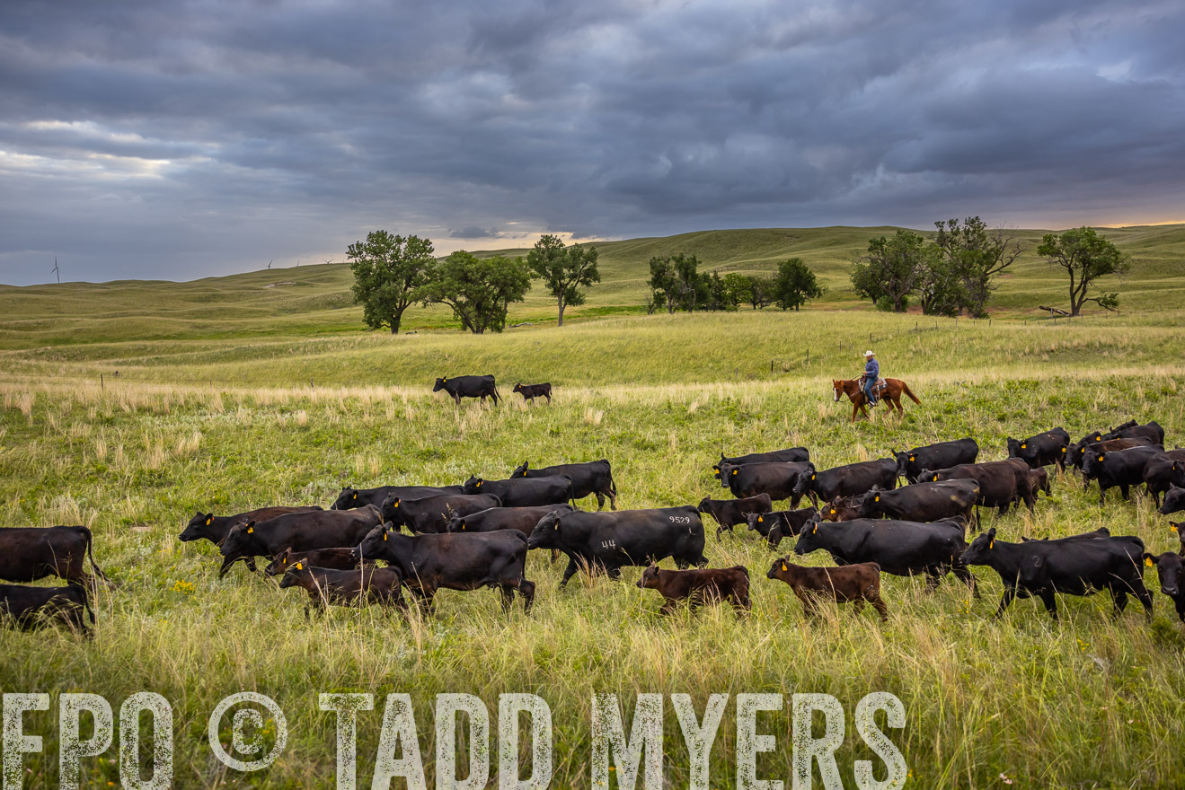 TMyers_PP_FinneyRanch_Nebraska_June2024-518940
