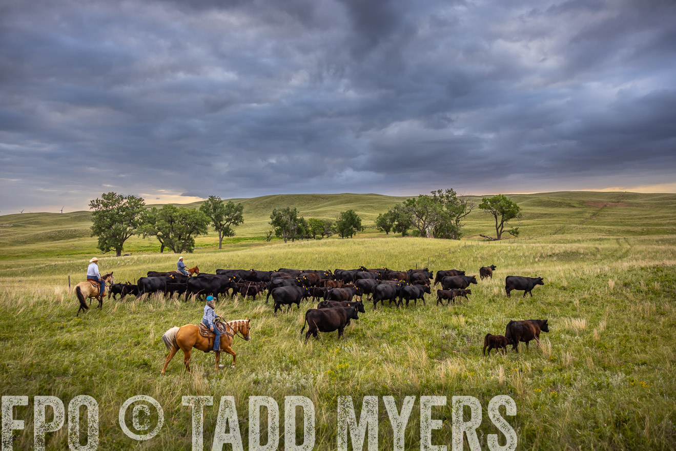 TMyers_PP_FinneyRanch_Nebraska_June2024-519057