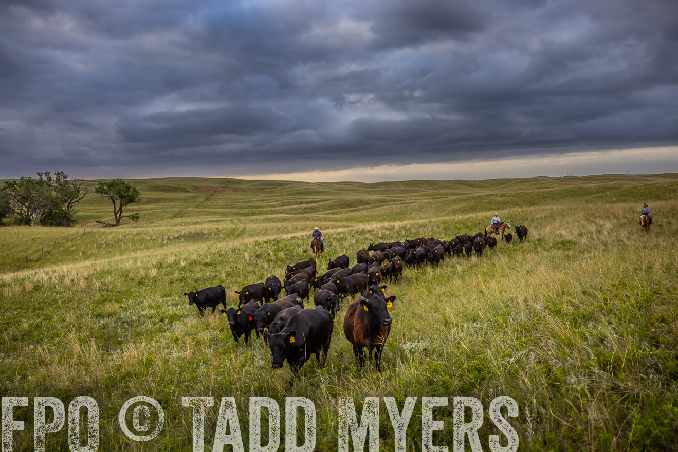 TMyers_PP_FinneyRanch_Nebraska_June2024-519242
