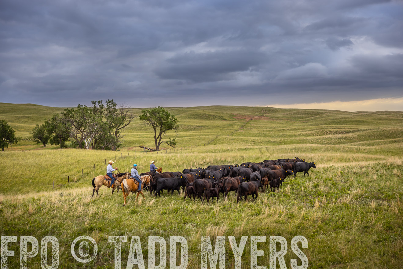 TMyers_PP_FinneyRanch_Nebraska_June2024-519448