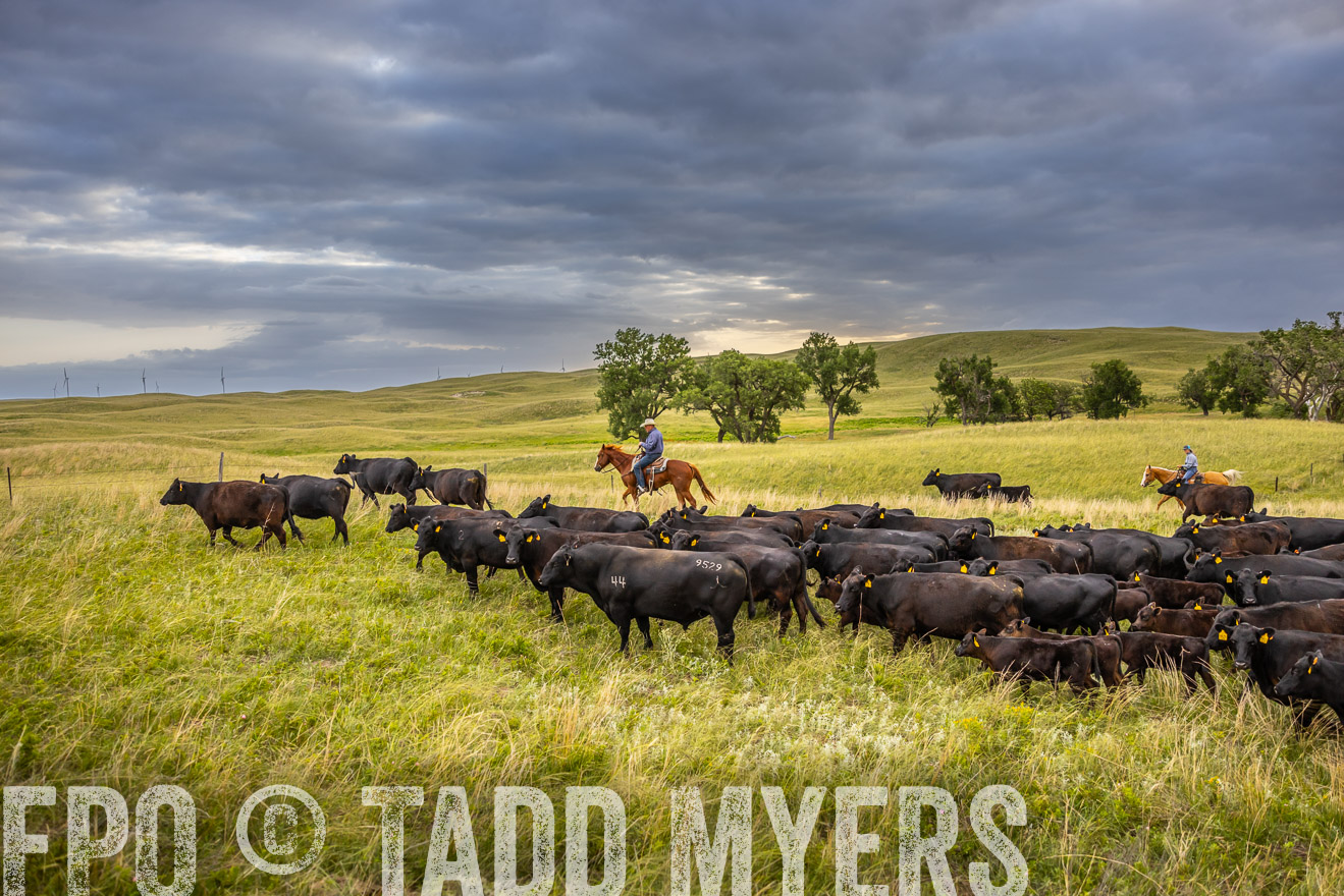 TMyers_PP_FinneyRanch_Nebraska_June2024-519528