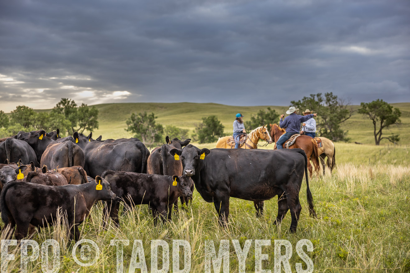 TMyers_PP_FinneyRanch_Nebraska_June2024-519561