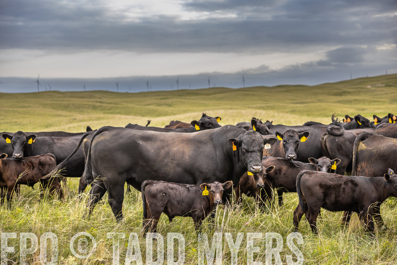 TMyers_PP_FinneyRanch_Nebraska_June2024-519587