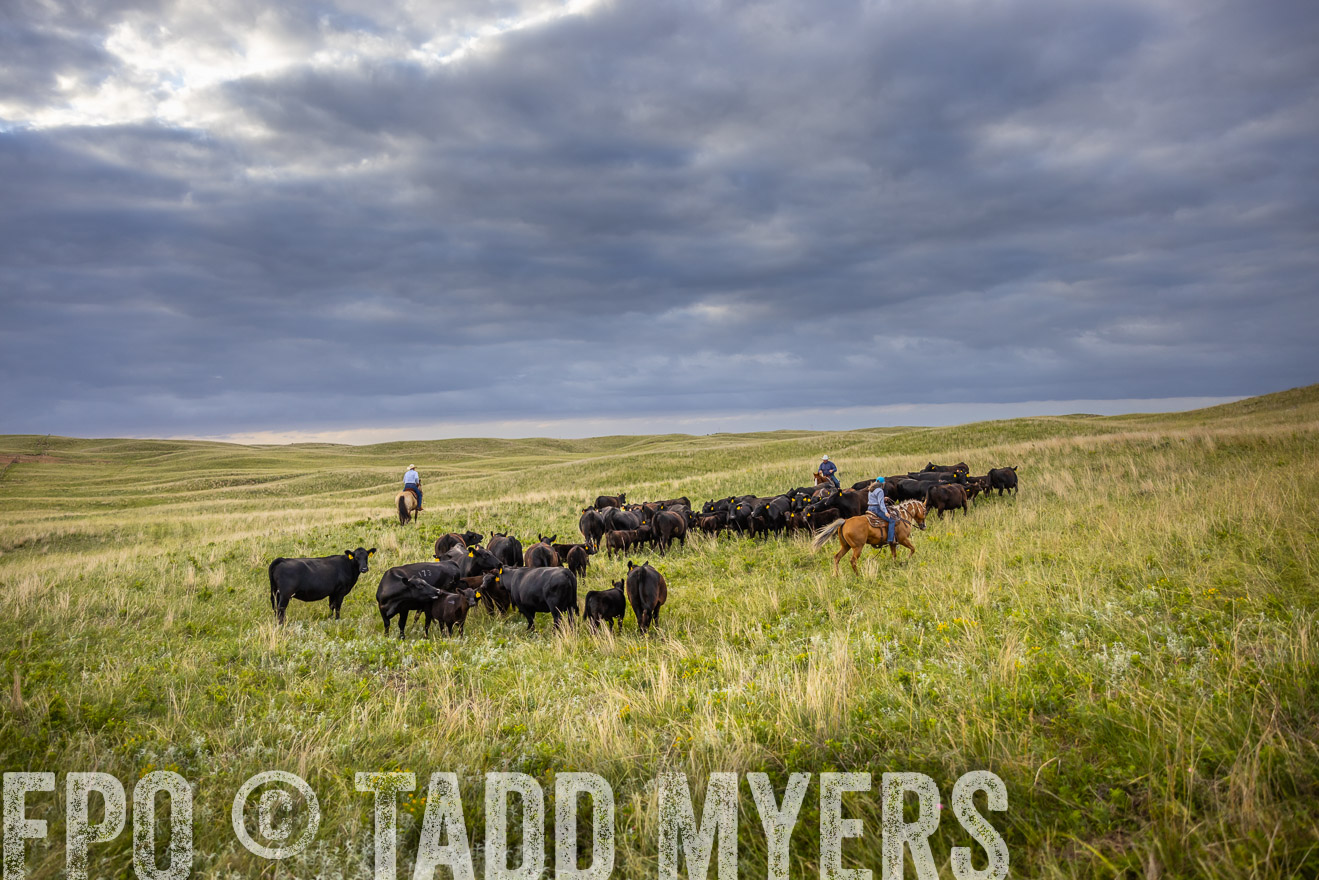 TMyers_PP_FinneyRanch_Nebraska_June2024-519680