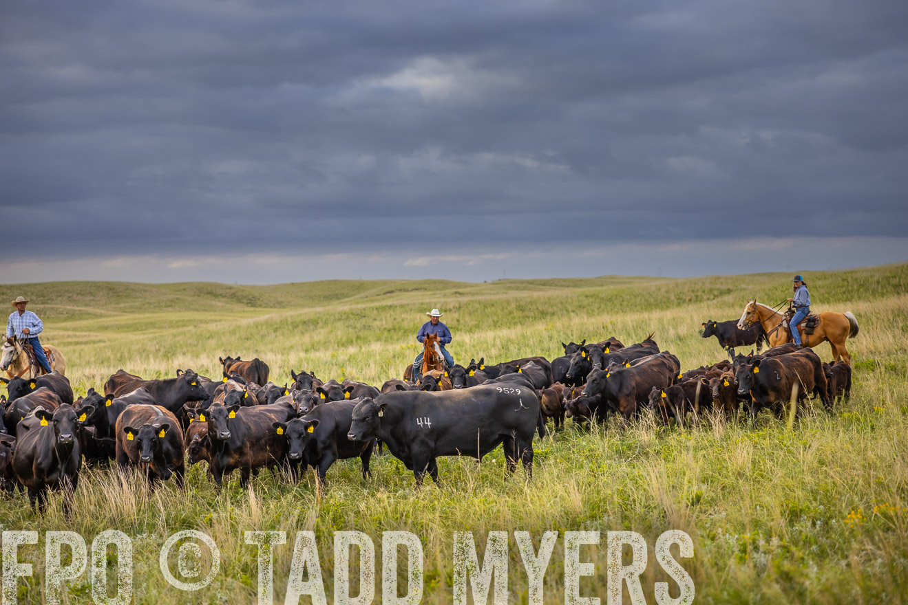 TMyers_PP_FinneyRanch_Nebraska_June2024-519718