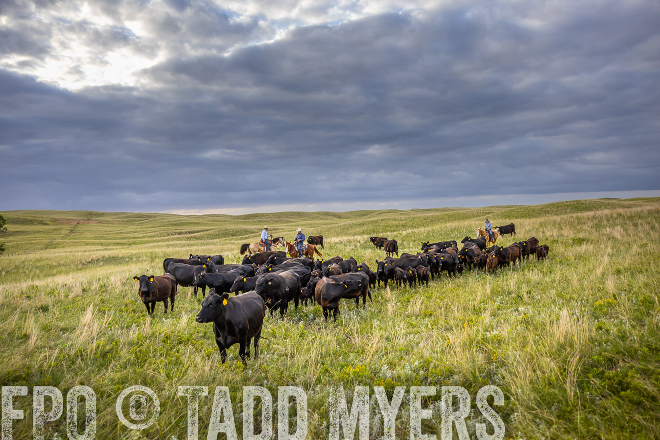 TMyers_PP_FinneyRanch_Nebraska_June2024-519740