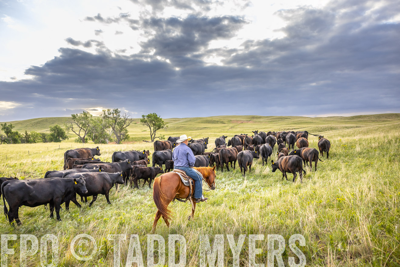 TMyers_PP_FinneyRanch_Nebraska_June2024-519844