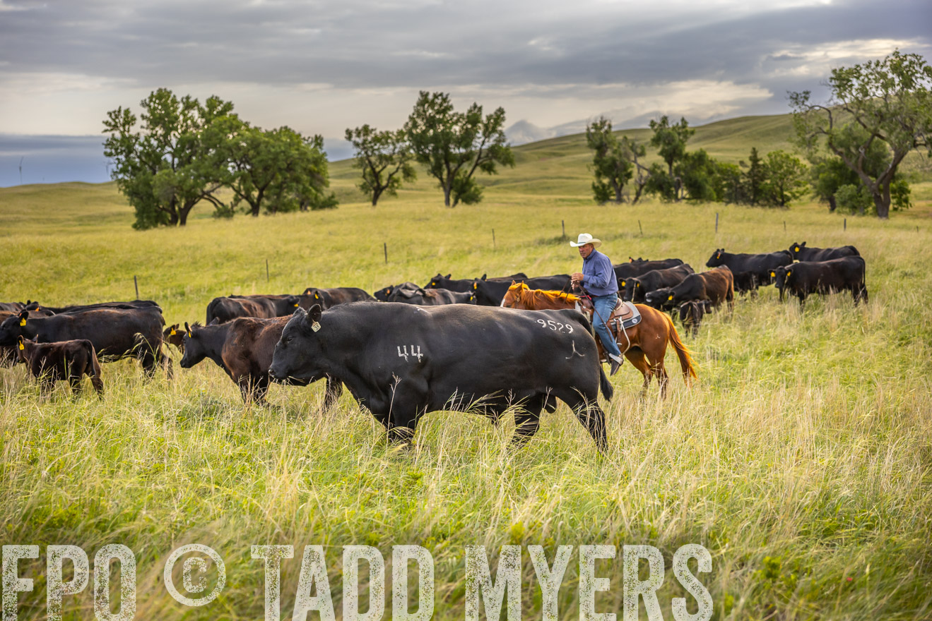 TMyers_PP_FinneyRanch_Nebraska_June2024-519905