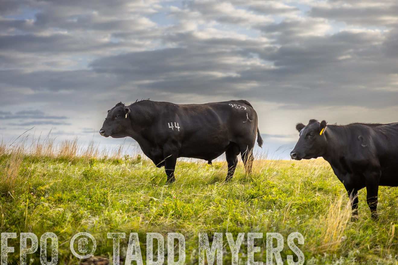 TMyers_PP_FinneyRanch_Nebraska_June2024-519928