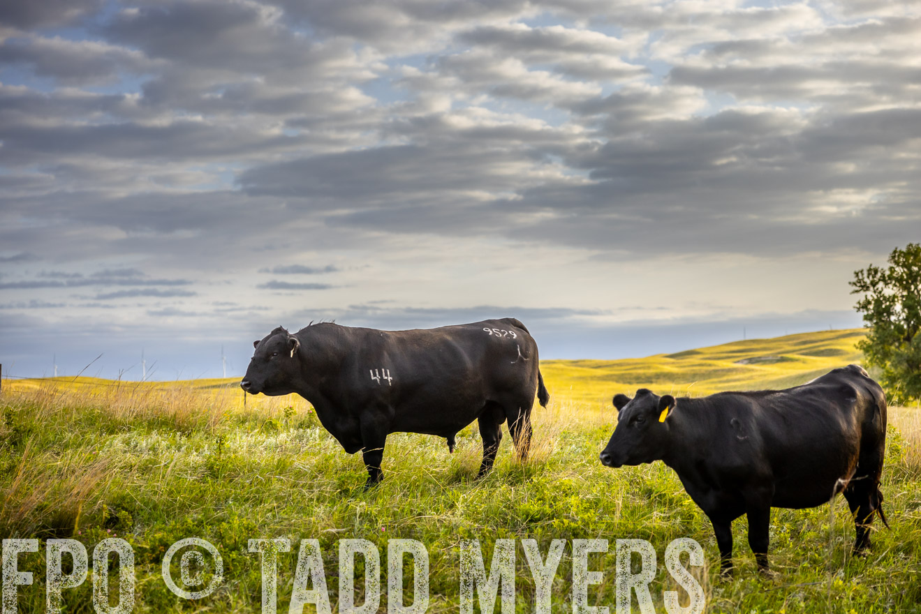 TMyers_PP_FinneyRanch_Nebraska_June2024-519933
