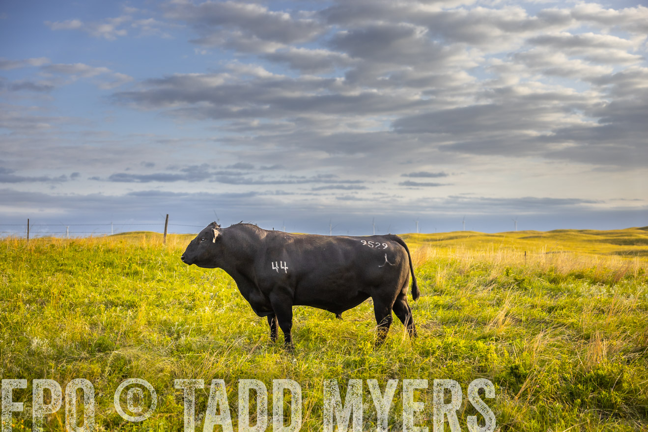 TMyers_PP_FinneyRanch_Nebraska_June2024-519947