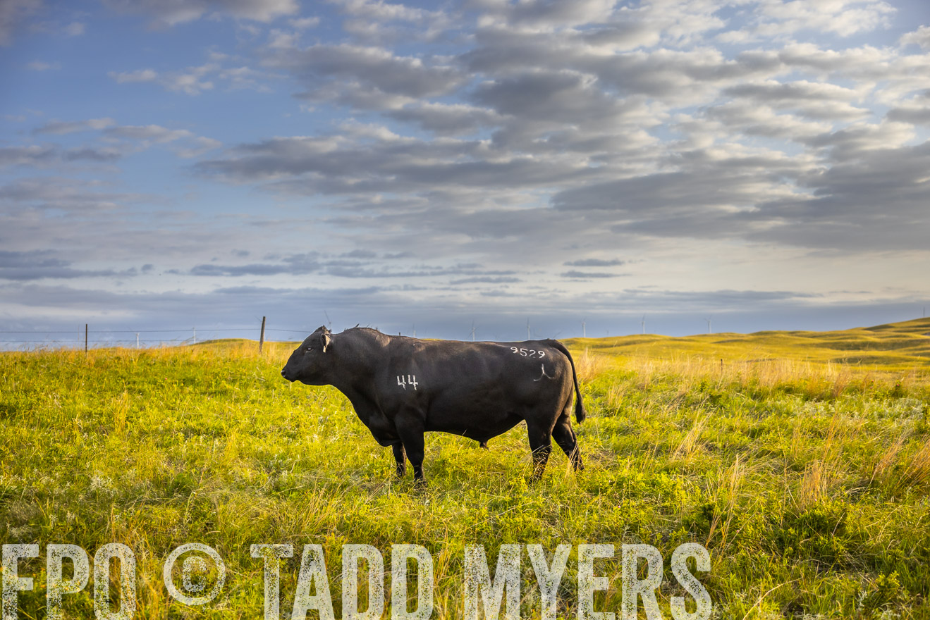 TMyers_PP_FinneyRanch_Nebraska_June2024-519949