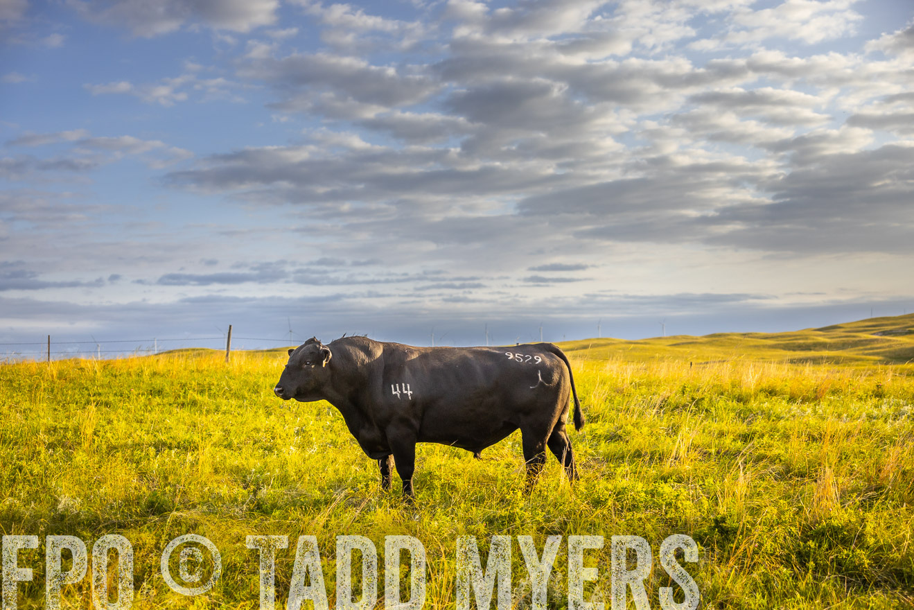 TMyers_PP_FinneyRanch_Nebraska_June2024-519962