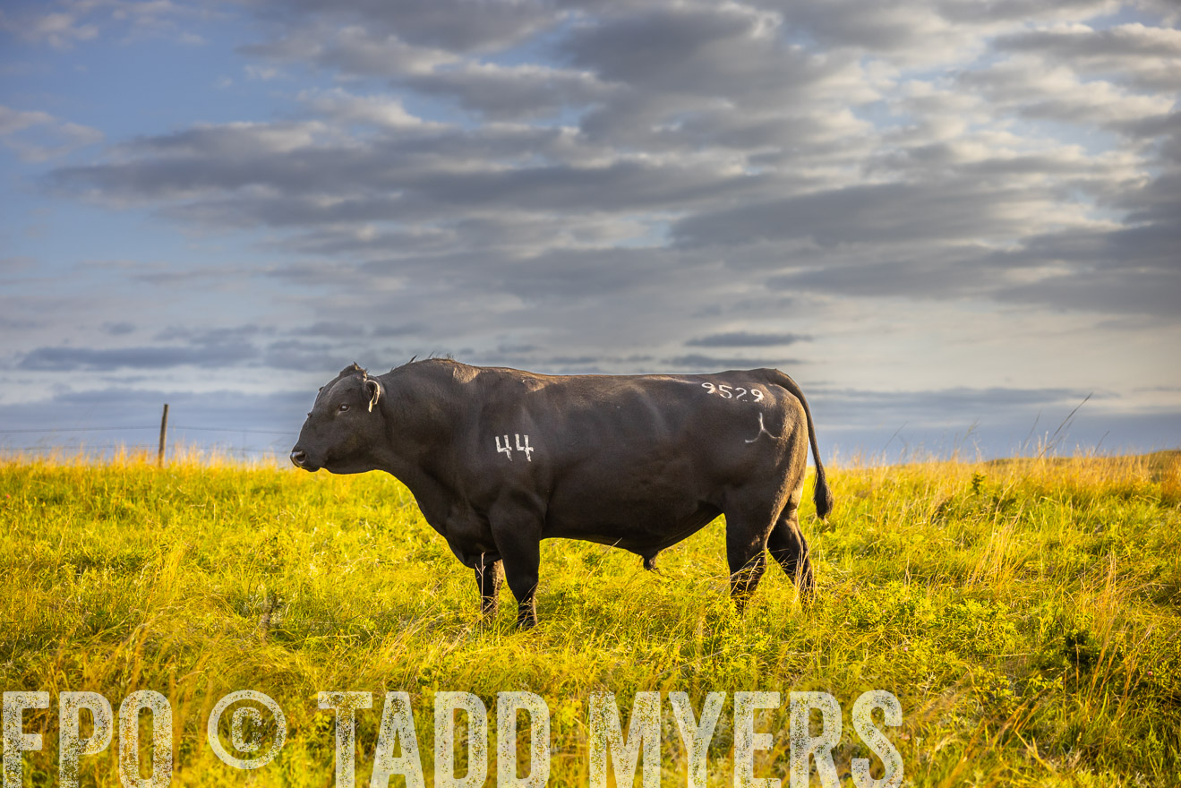 TMyers_PP_FinneyRanch_Nebraska_June2024-519973