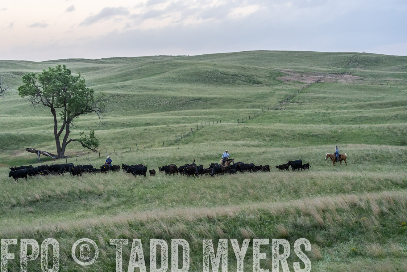 TMyers_PP_FinneyRanch_Nebraska_June2024-524658