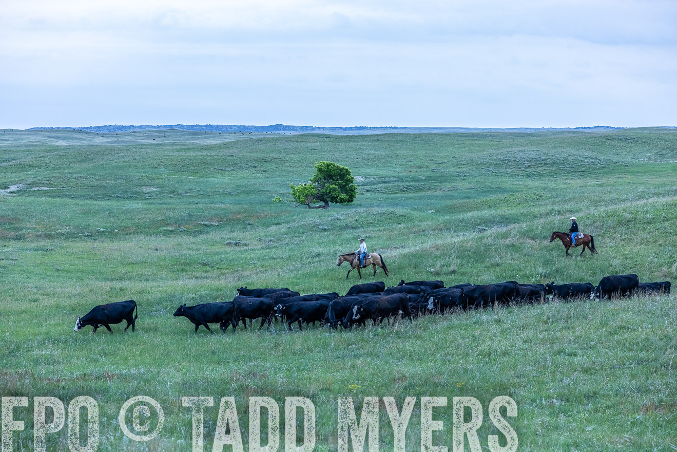 TMyers_PP_MilldaleRanch_Nebraska_June2024-513674