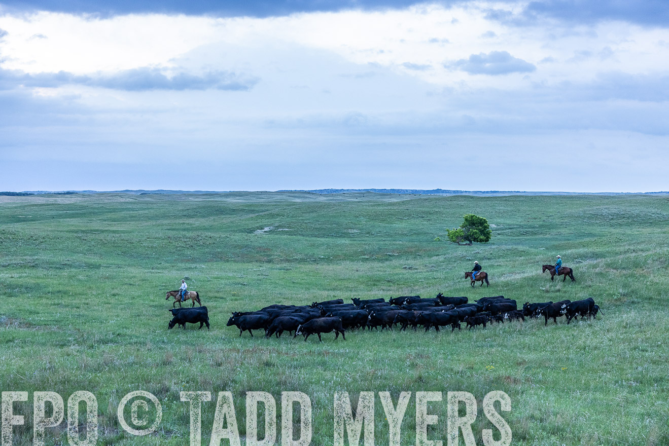 TMyers_PP_MilldaleRanch_Nebraska_June2024-513678