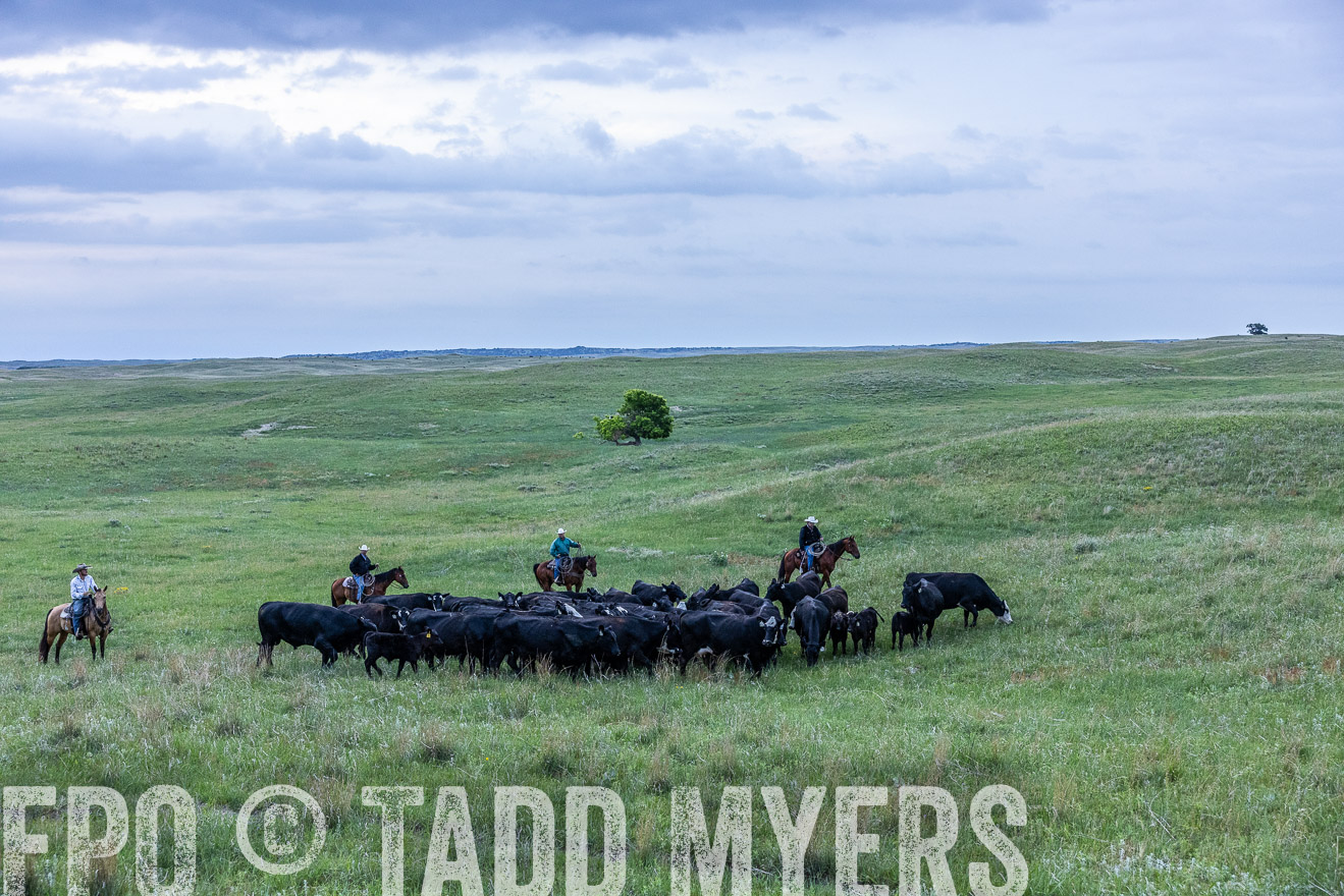TMyers_PP_MilldaleRanch_Nebraska_June2024-513764