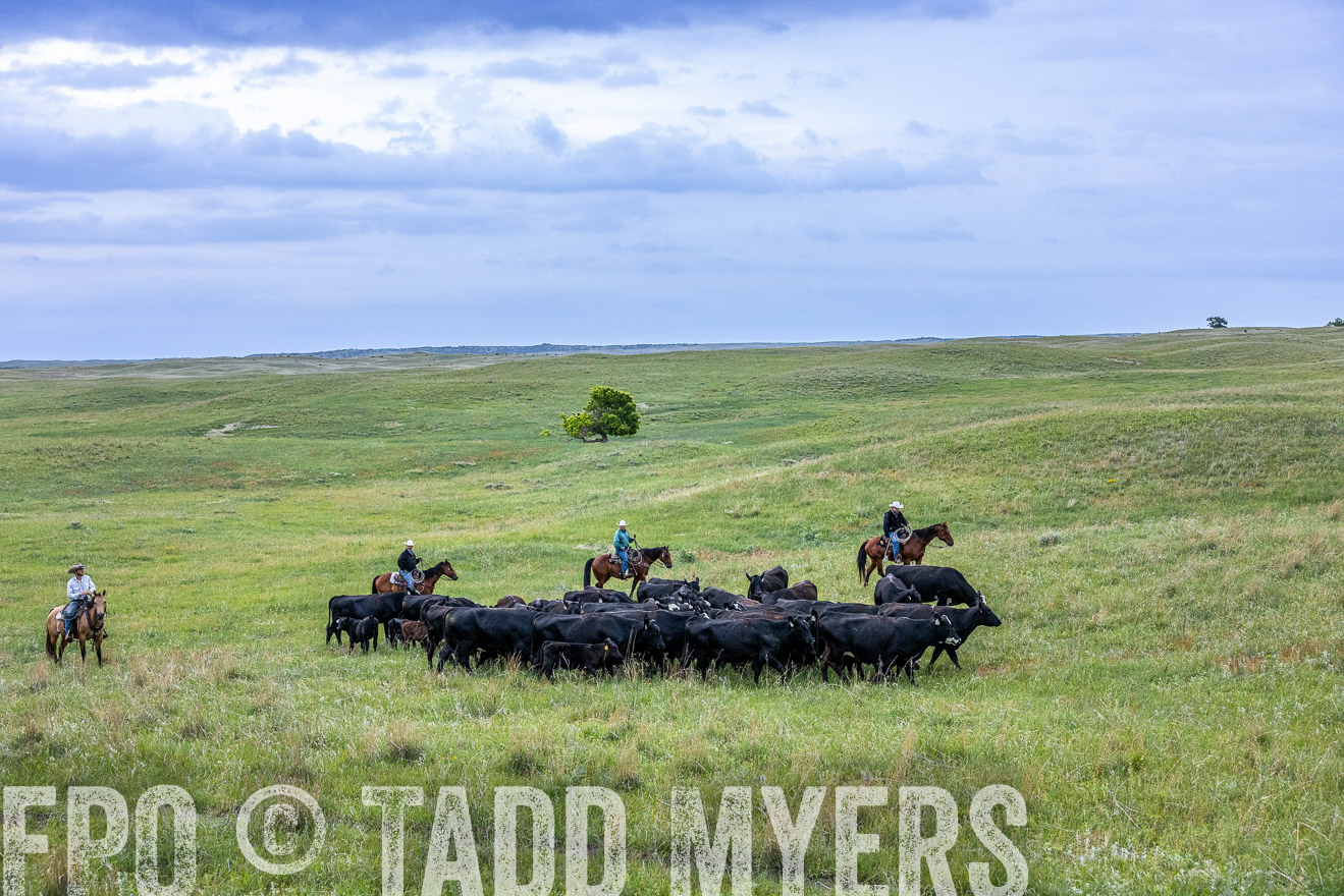 TMyers_PP_MilldaleRanch_Nebraska_June2024-513770