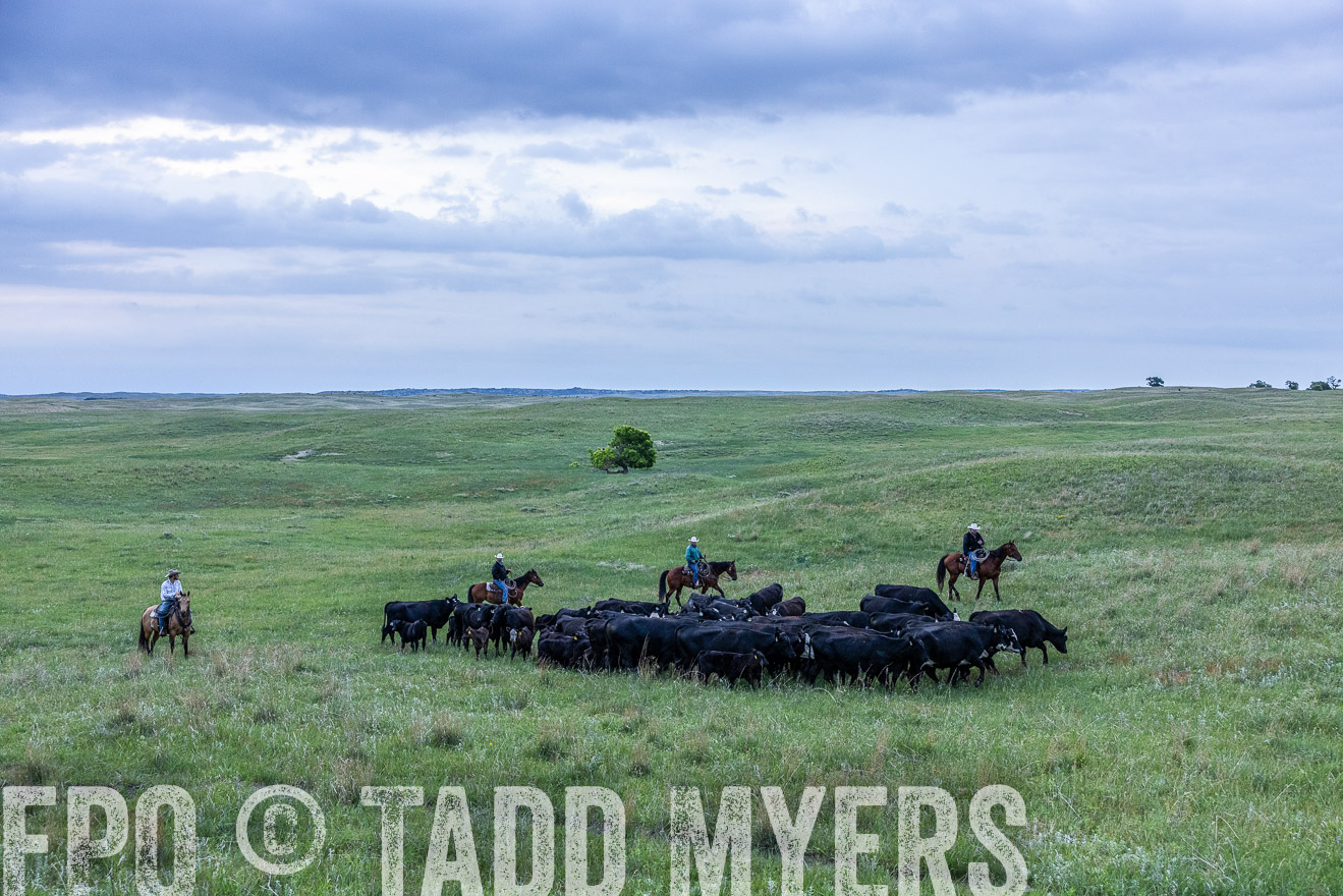 TMyers_PP_MilldaleRanch_Nebraska_June2024-513773