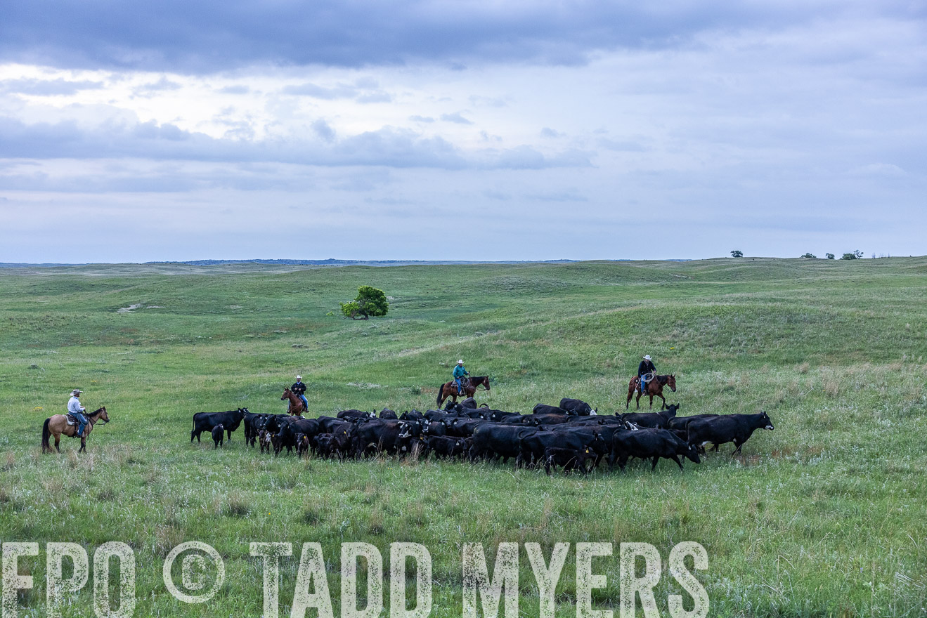 TMyers_PP_MilldaleRanch_Nebraska_June2024-513778