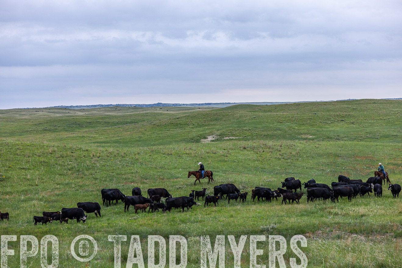TMyers_PP_MilldaleRanch_Nebraska_June2024-513858