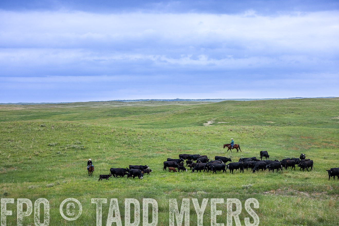 TMyers_PP_MilldaleRanch_Nebraska_June2024-513863