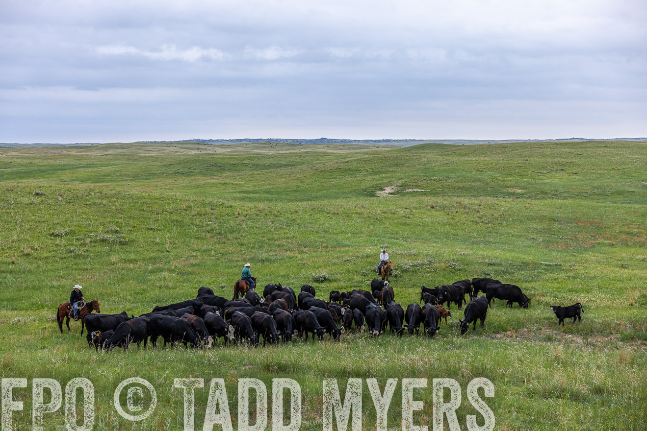 TMyers_PP_MilldaleRanch_Nebraska_June2024-513901