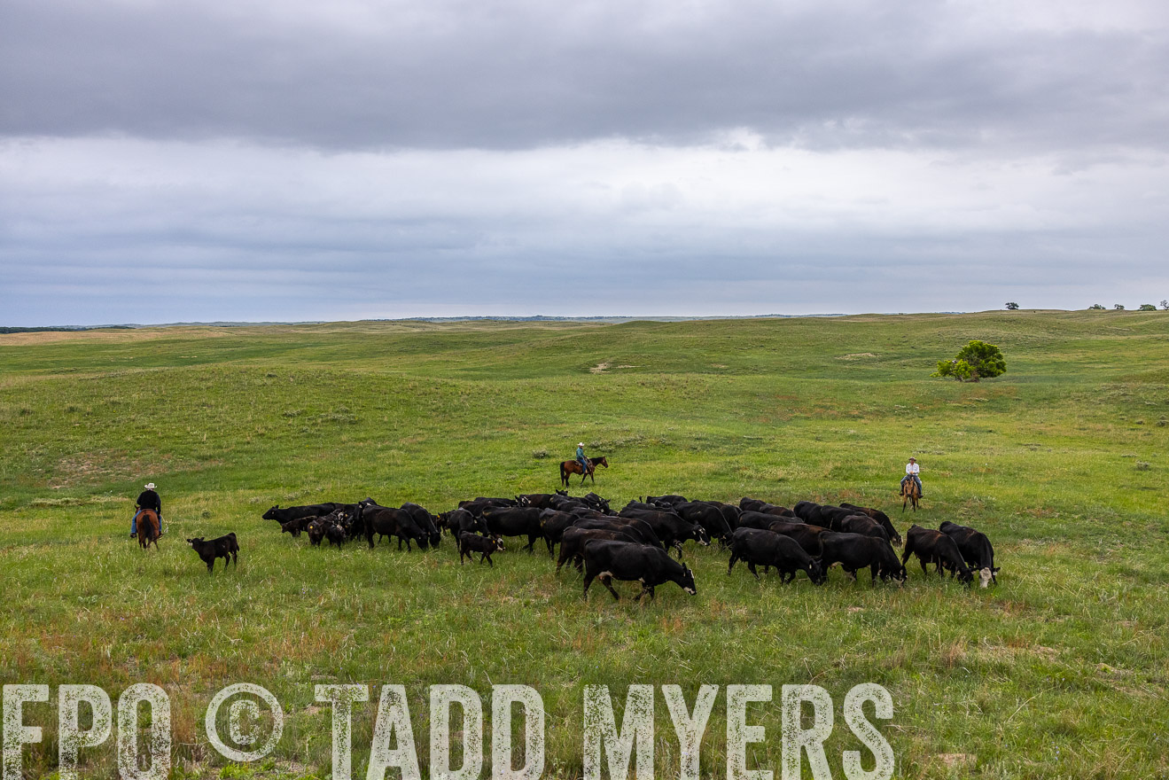 TMyers_PP_MilldaleRanch_Nebraska_June2024-513929