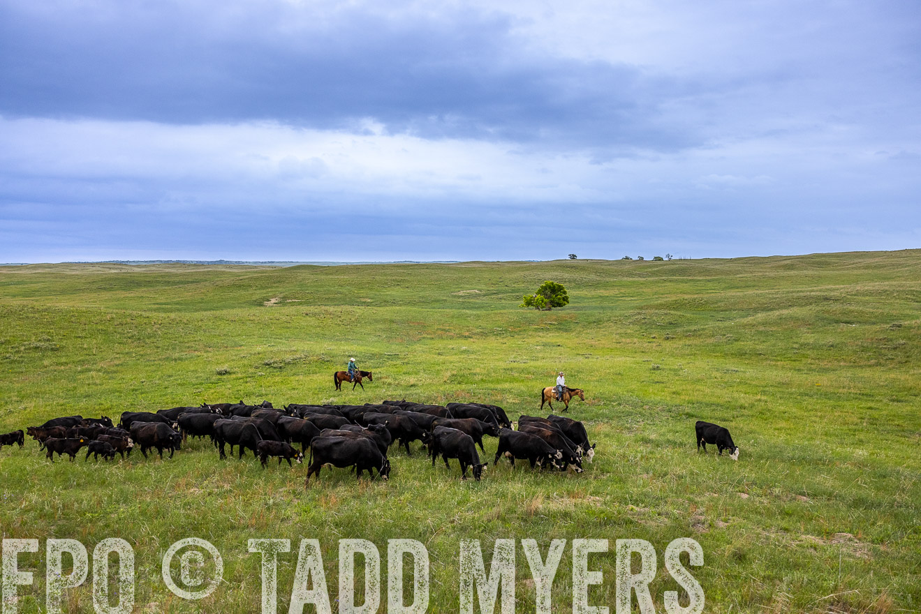 TMyers_PP_MilldaleRanch_Nebraska_June2024-513935