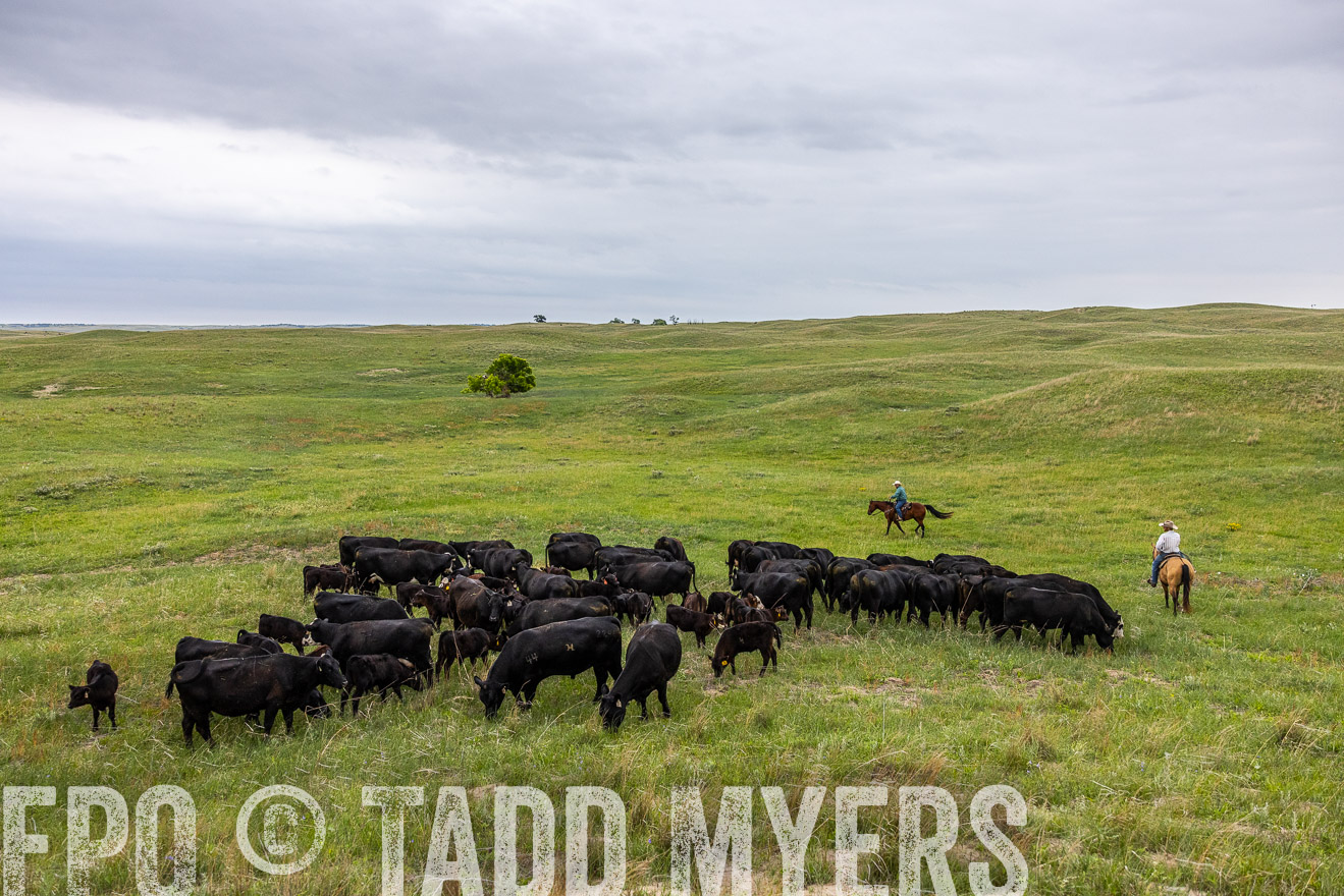 TMyers_PP_MilldaleRanch_Nebraska_June2024-513975