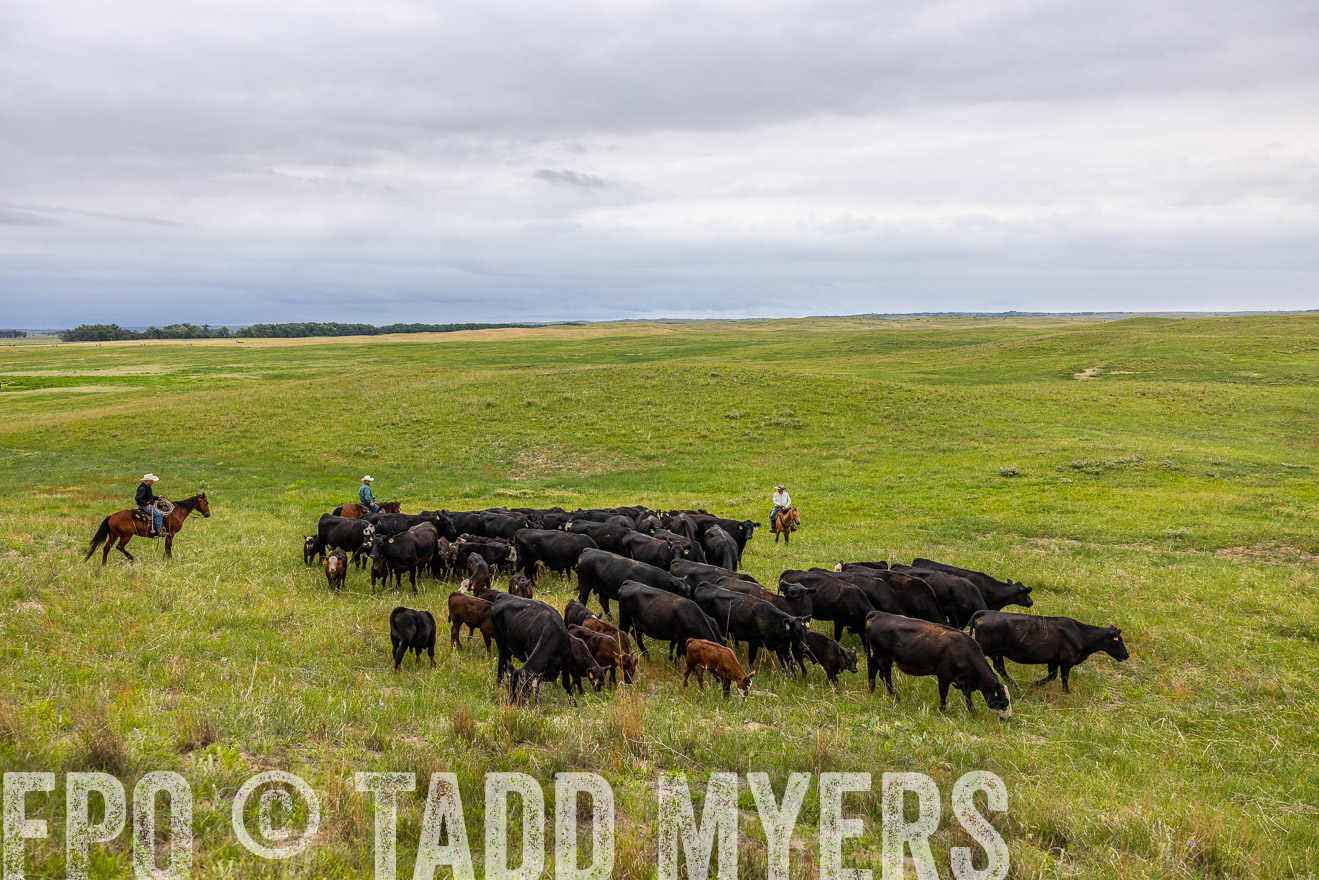 TMyers_PP_MilldaleRanch_Nebraska_June2024-514042