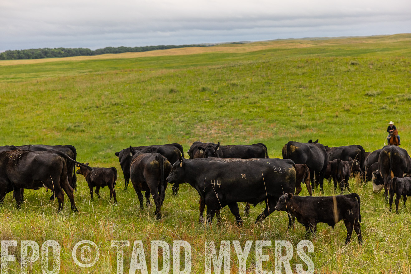TMyers_PP_MilldaleRanch_Nebraska_June2024-514071