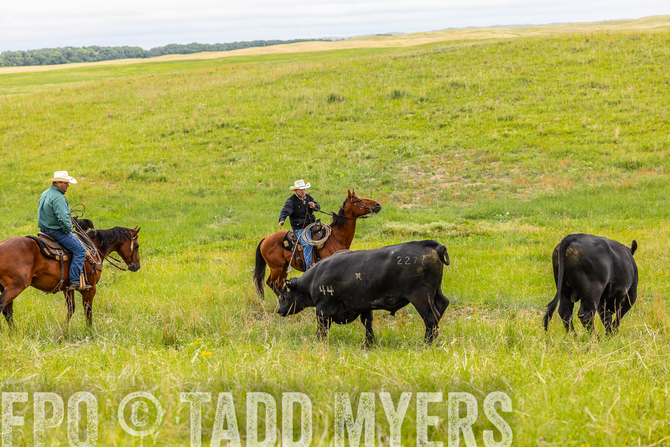 TMyers_PP_MilldaleRanch_Nebraska_June2024-514105