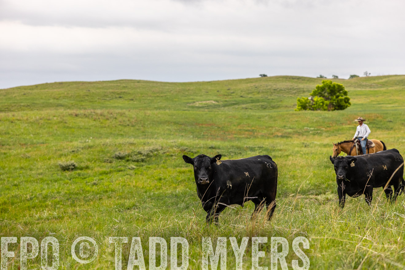 TMyers_PP_MilldaleRanch_Nebraska_June2024-514114