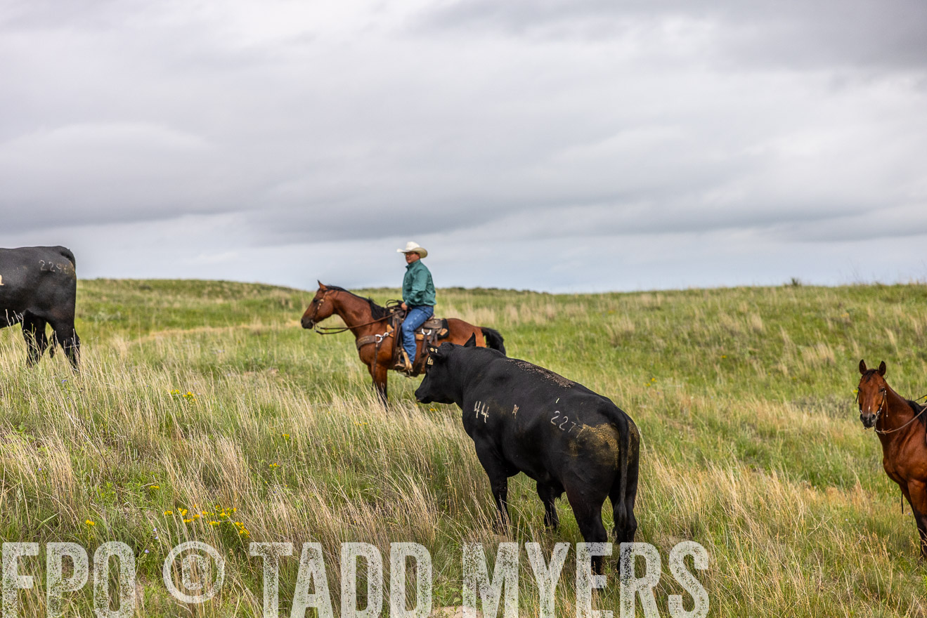 TMyers_PP_MilldaleRanch_Nebraska_June2024-514136