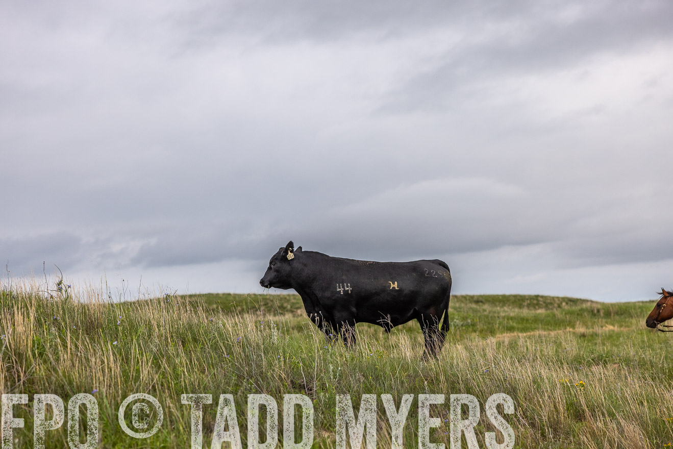 TMyers_PP_MilldaleRanch_Nebraska_June2024-514137
