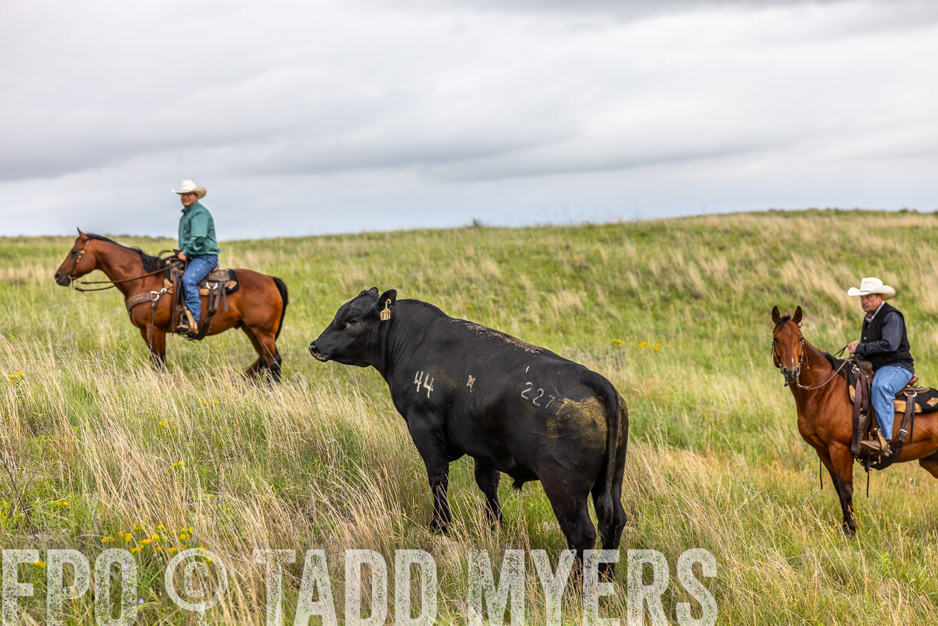 TMyers_PP_MilldaleRanch_Nebraska_June2024-514142