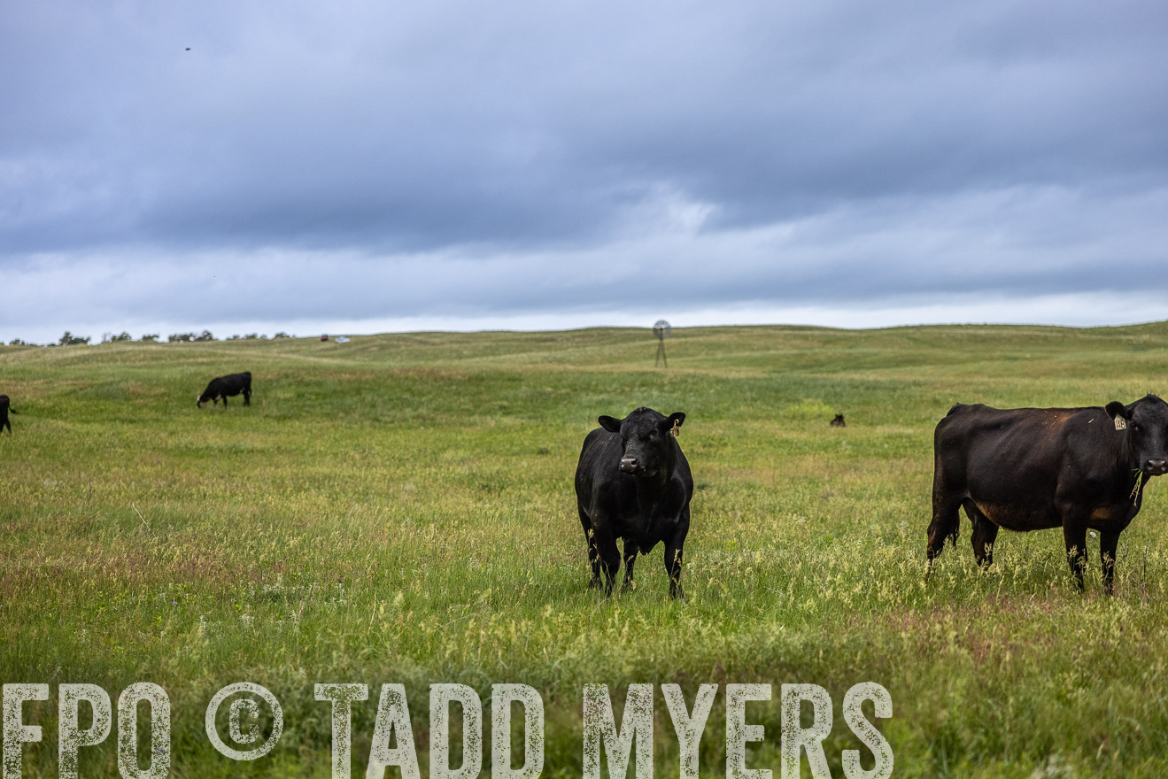 TMyers_PP_MilldaleRanch_Nebraska_June2024-515124