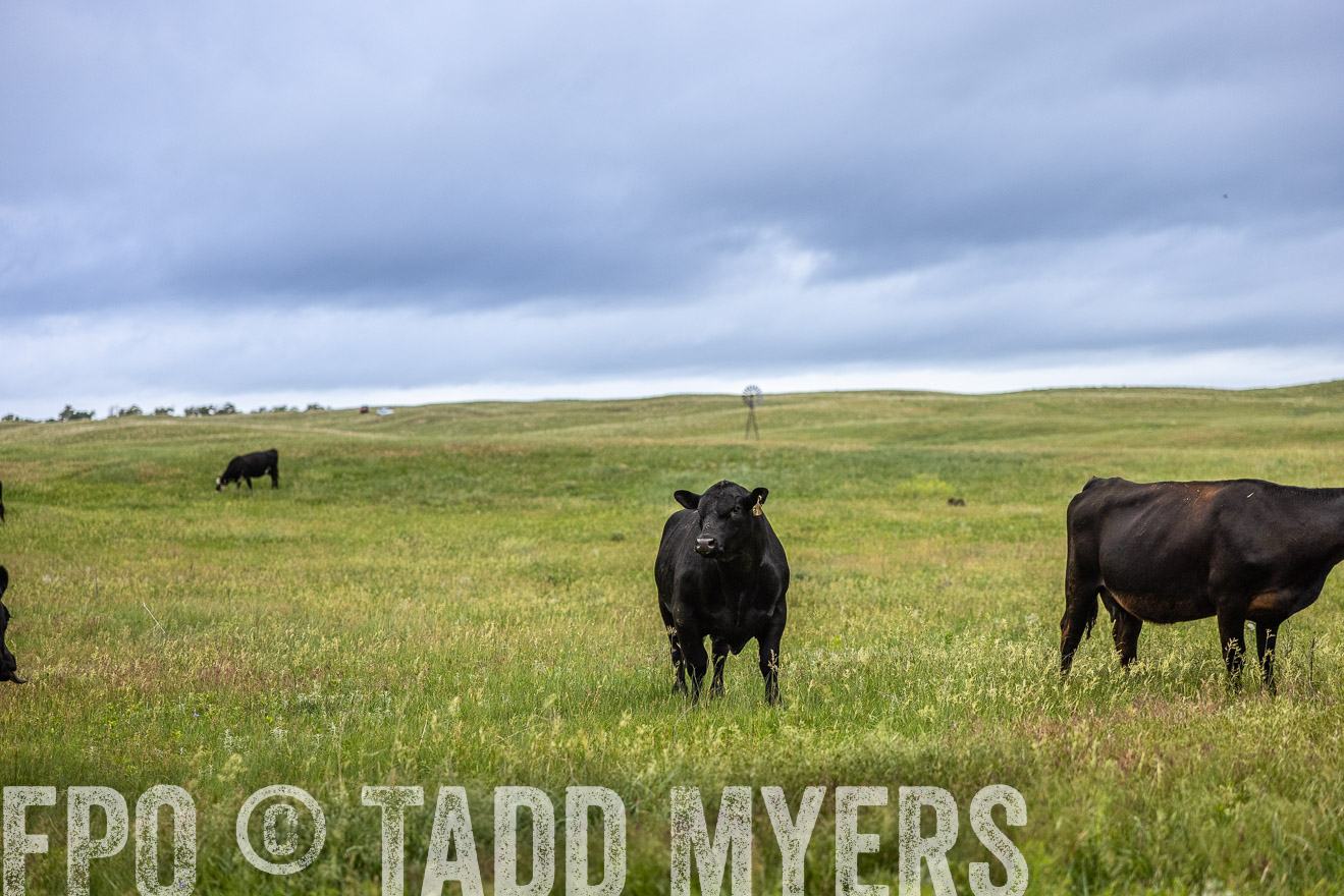TMyers_PP_MilldaleRanch_Nebraska_June2024-515127